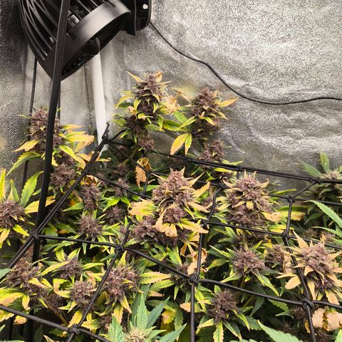 BlackBerry Auto growlog timeline photo