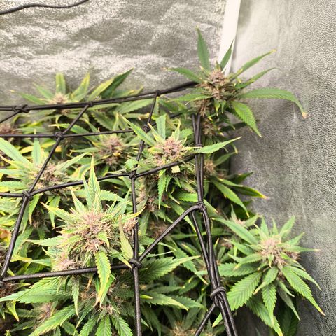 Lemon Cherry Cookies Auto growlog timeline photo