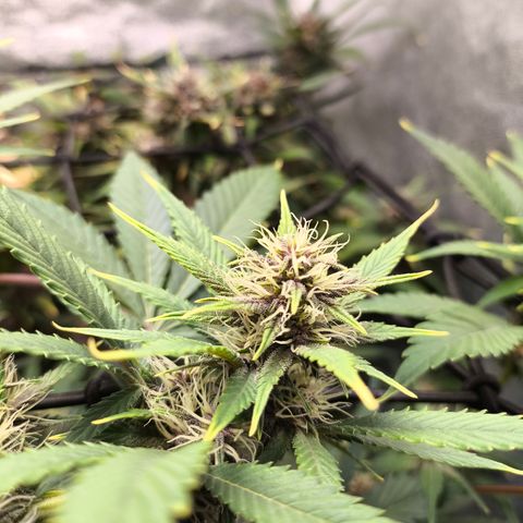 Apricot Auto growlog timeline photo