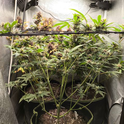 Apricot Auto growlog timeline photo