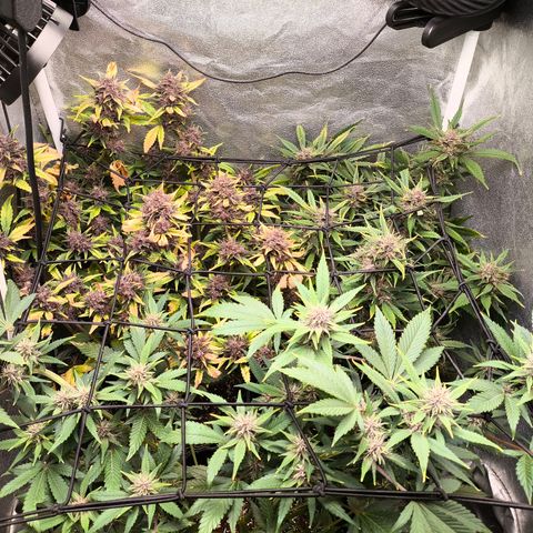 Apricot Auto growlog timeline photo