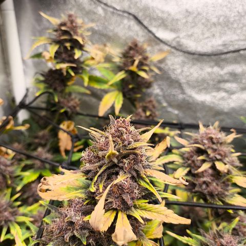 BlackBerry Auto growlog timeline photo