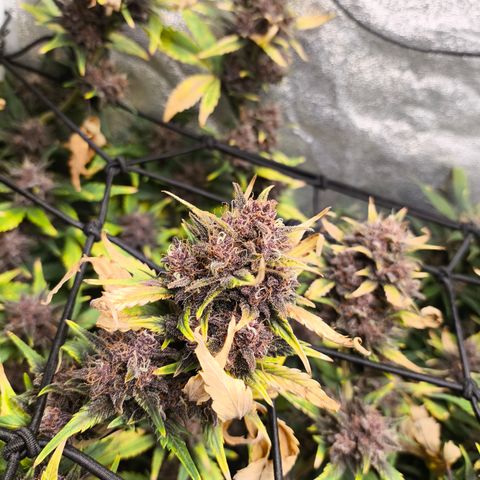 BlackBerry Auto growlog timeline photo
