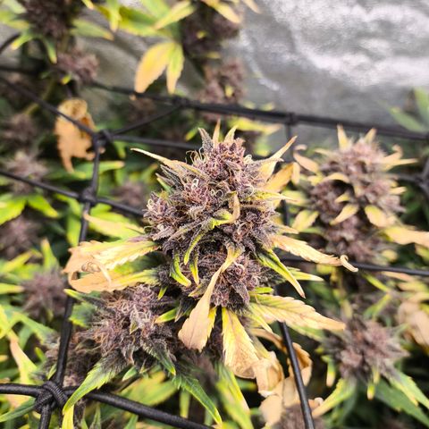 BlackBerry Auto growlog timeline photo