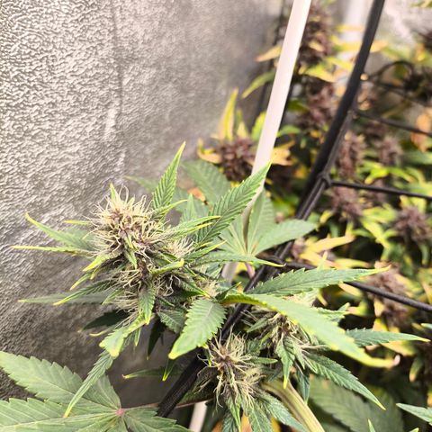 Apricot Auto growlog timeline photo