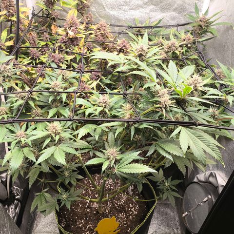 Apricot Auto growlog timeline photo