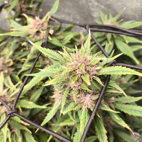 Lemon Cherry Cookies Auto growlog timeline photo
