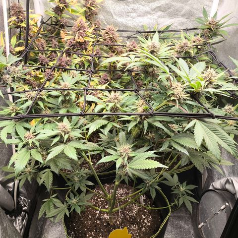 Apricot Auto growlog timeline photo
