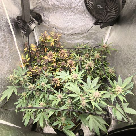 Apricot Auto growlog timeline photo