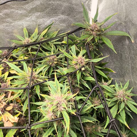 Lemon Cherry Cookies Auto growlog timeline photo