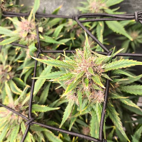 Lemon Cherry Cookies Auto growlog timeline photo