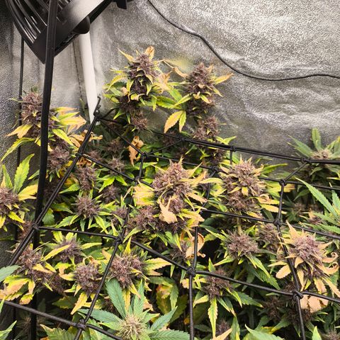 BlackBerry Auto growlog timeline photo