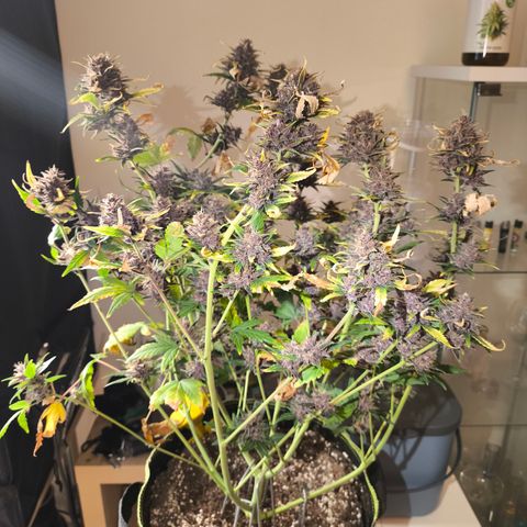 BlackBerry Auto growlog timeline photo