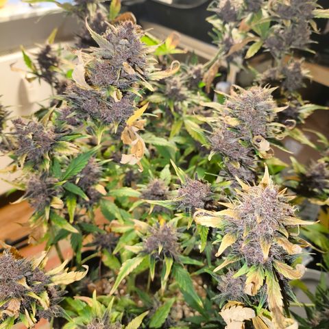 BlackBerry Auto growlog timeline photo
