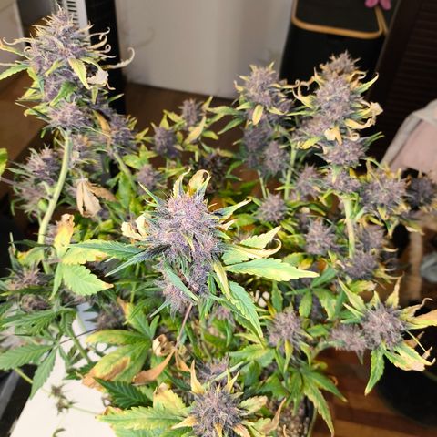 BlackBerry Auto growlog timeline photo