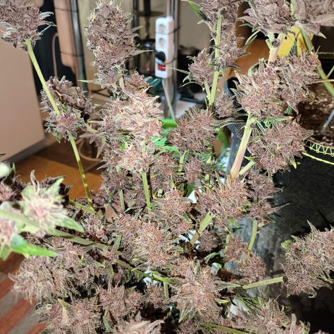 BlackBerry Auto growlog timeline photo