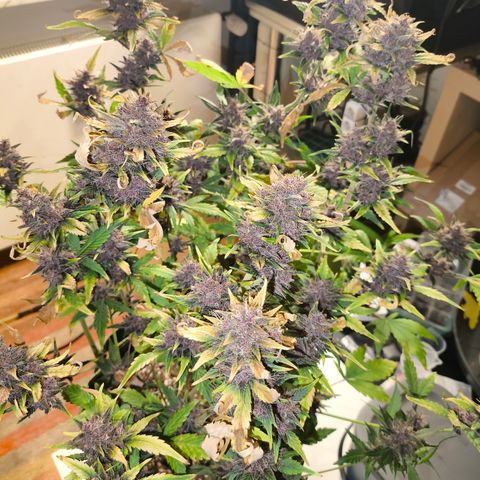BlackBerry Auto growlog timeline photo