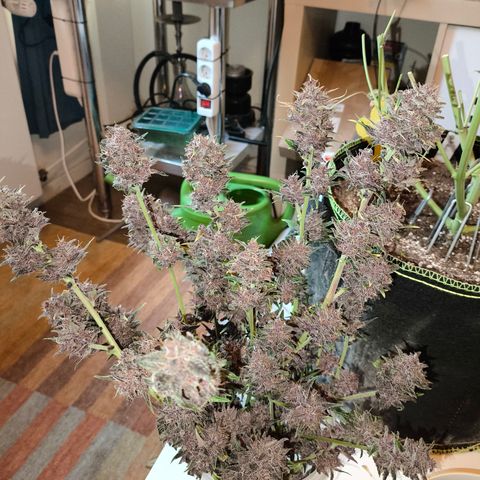 BlackBerry Auto growlog timeline photo