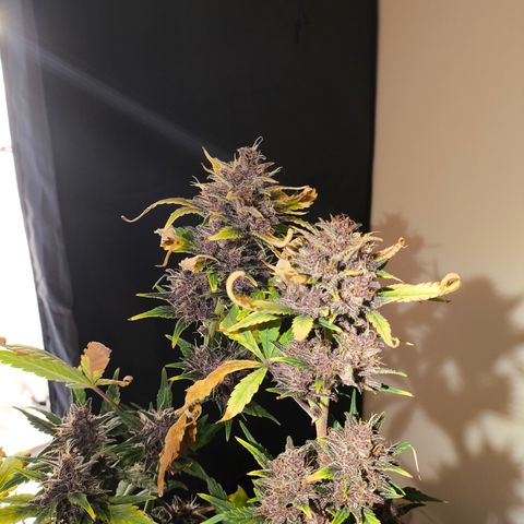 BlackBerry Auto growlog timeline photo