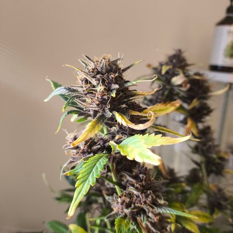 BlackBerry Auto growlog timeline photo