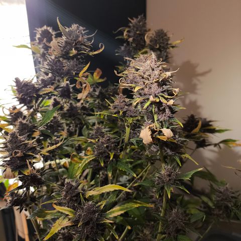 BlackBerry Auto growlog timeline photo