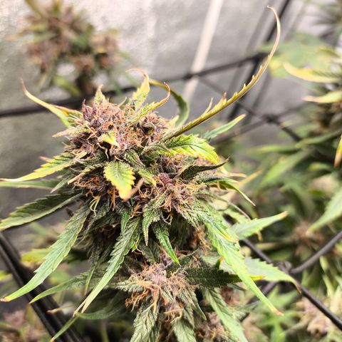Lemon Cherry Cookies Auto growlog timeline photo