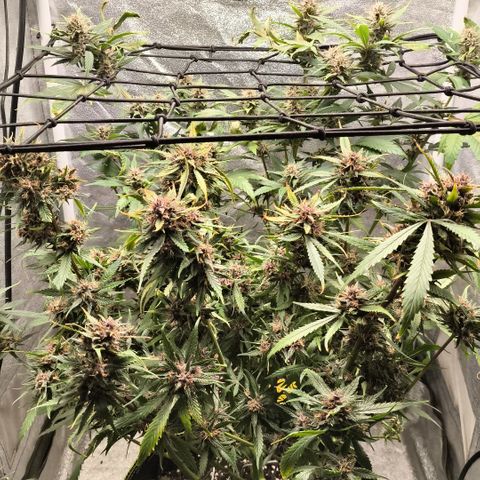 Lemon Cherry Cookies Auto growlog timeline photo