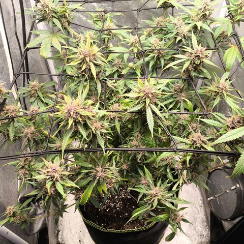 Lemon Cherry Cookies Auto growlog timeline photo