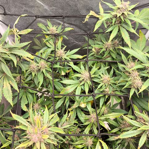 Apricot Auto growlog timeline photo