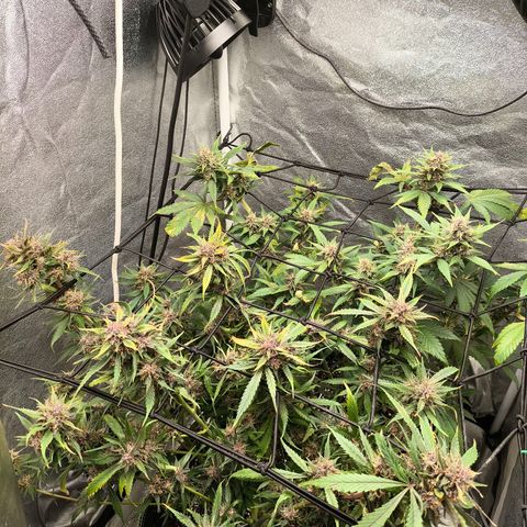Apricot Auto growlog timeline photo