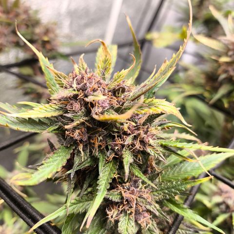 Lemon Cherry Cookies Auto growlog timeline photo