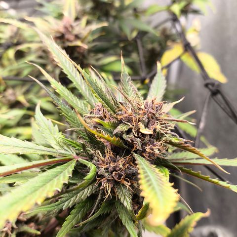 Lemon Cherry Cookies Auto growlog timeline photo