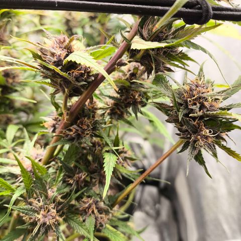 Lemon Cherry Cookies Auto growlog timeline photo