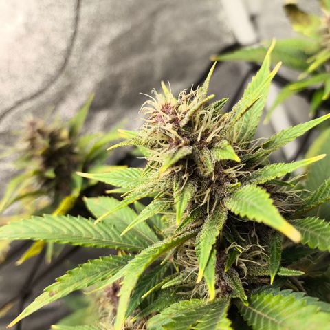 Apricot Auto growlog timeline photo