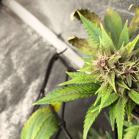 Apricot Auto growlog timeline photo