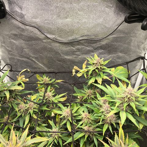 Apricot Auto growlog timeline photo
