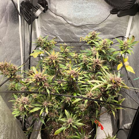 Apricot Auto growlog timeline photo