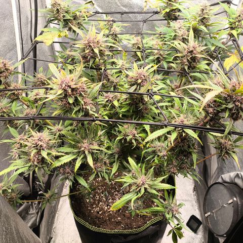 Lemon Cherry Cookies Auto growlog timeline photo