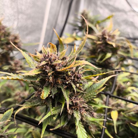 Lemon Cherry Cookies Auto growlog timeline photo