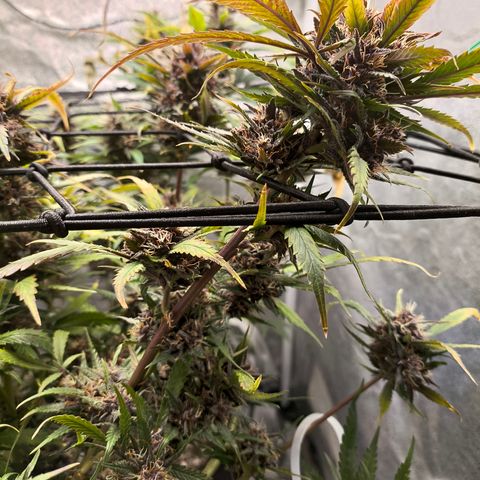Lemon Cherry Cookies Auto growlog timeline photo