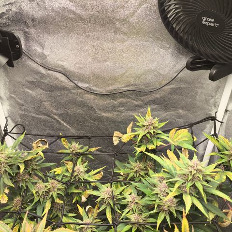 Apricot Auto growlog timeline photo