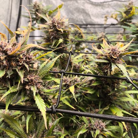 Lemon Cherry Cookies Auto growlog timeline photo