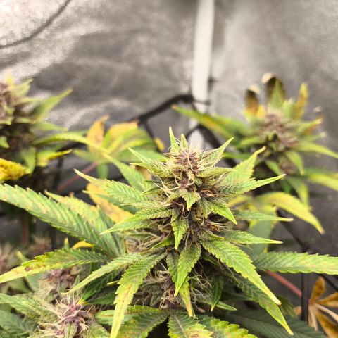 Apricot Auto growlog timeline photo