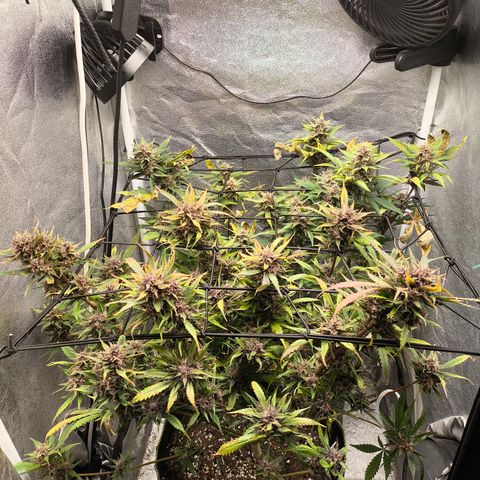 Apricot Auto growlog timeline photo
