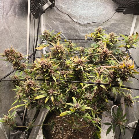 Apricot Auto growlog timeline photo