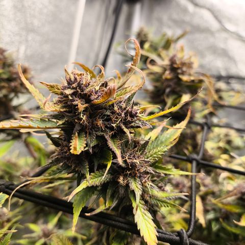 Lemon Cherry Cookies Auto growlog timeline photo