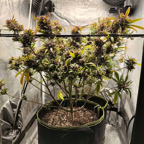 Lemon Cherry Cookies Auto growlog timeline photo
