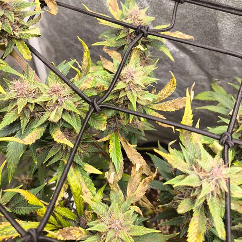 Apricot Auto growlog timeline photo