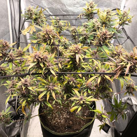 Lemon Cherry Cookies Auto growlog timeline photo