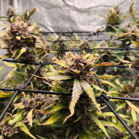 Lemon Cherry Cookies Auto growlog timeline photo